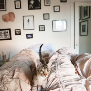 ۵ علت مهمی که گربه ها روی تخت ادرار می کنند