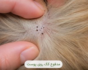 کک رو پوست