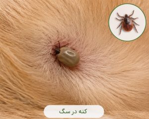 کنه در سگ