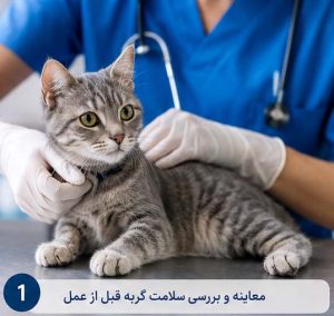 معاینه گربه پیش از عقیم سازی