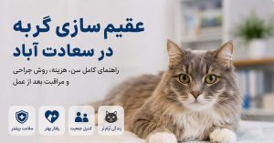عقیم سازی گربه در سعادت آباد | هزینه، سن، روش و مراقبت بعد از عمل