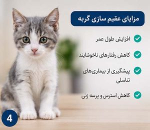 فواید عقیم سازی گربه