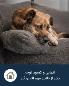 بیماری و دردهای مزمن از عوامل ایجاد افسردگی در سگ