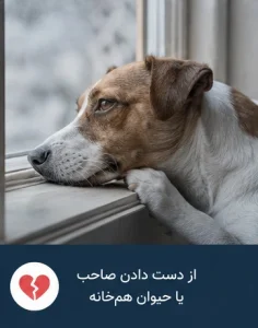 بازی و فعالیت روزانه برای پیشگیری و درمان افسردگی سگ