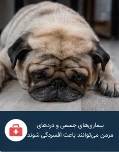 تنهایی و دوری از صاحب؛ یکی از دلایل افسردگی در سگ‌ها